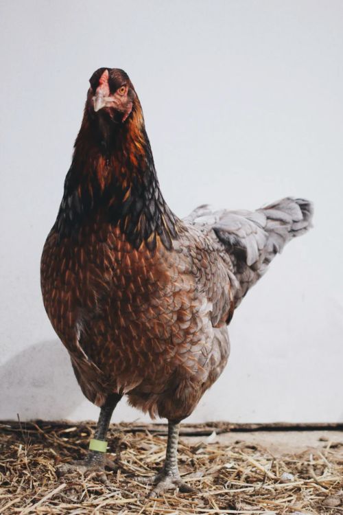 Plastic Chicken Leg – wood enterprises